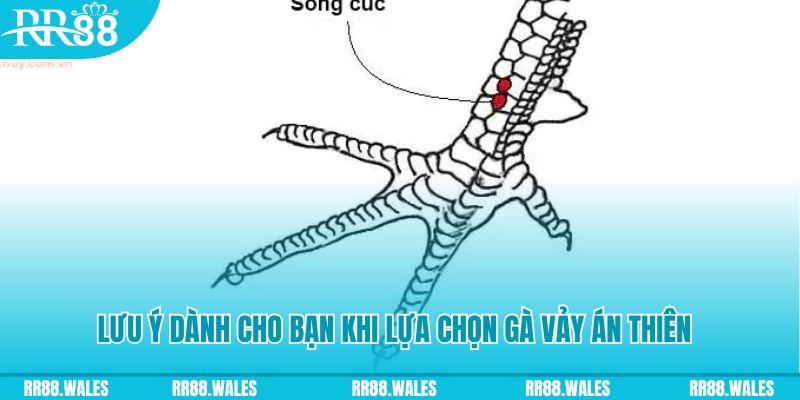 xổ số khánh hòa