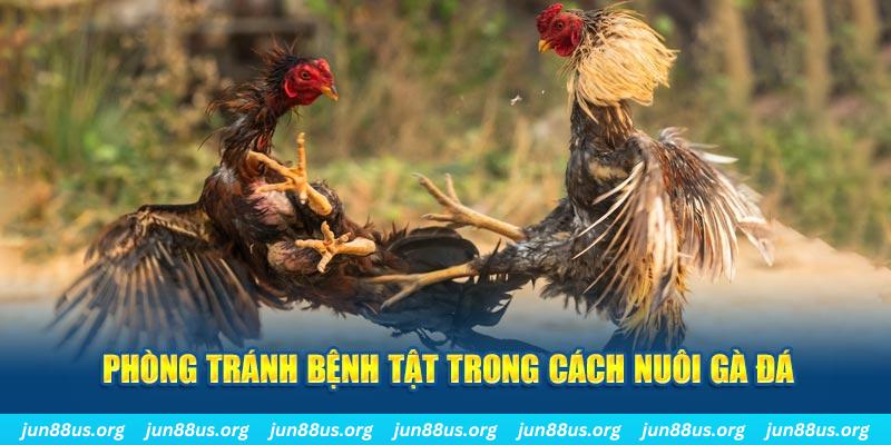 k14 natural” trong baccarat nghĩa là gì?