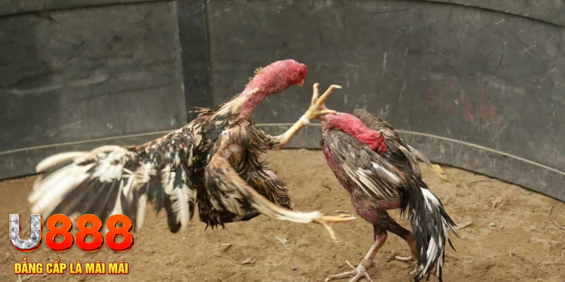 k14 xổ số hà nội hôm nay